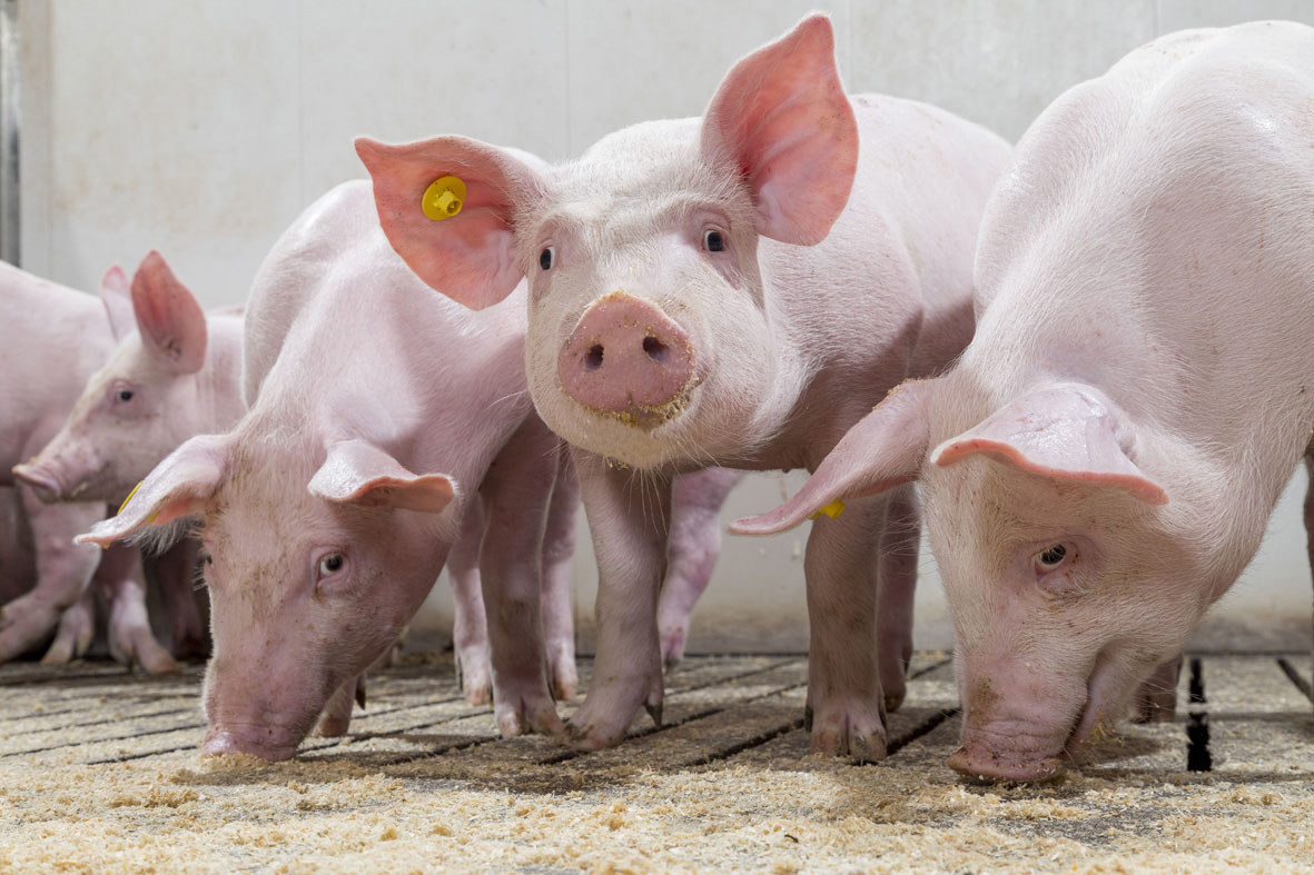 Cinq avantages de faire une analyse comparative en production porcine