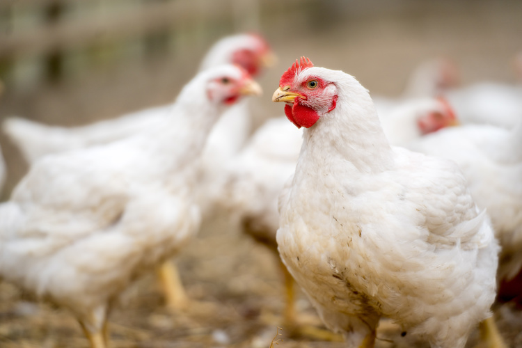Poultry Heat Stress