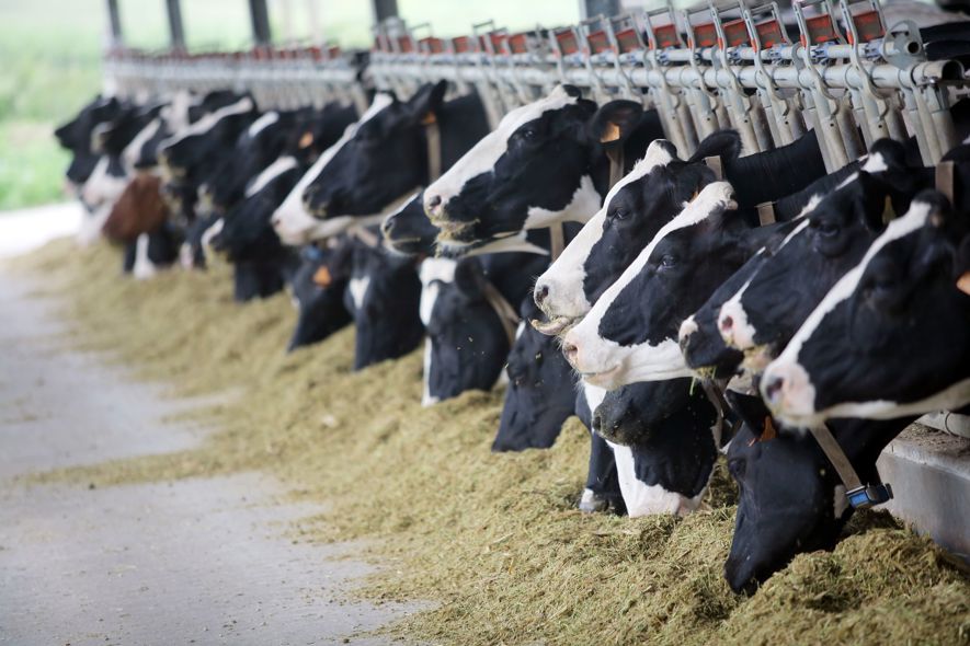 Dairy Cows