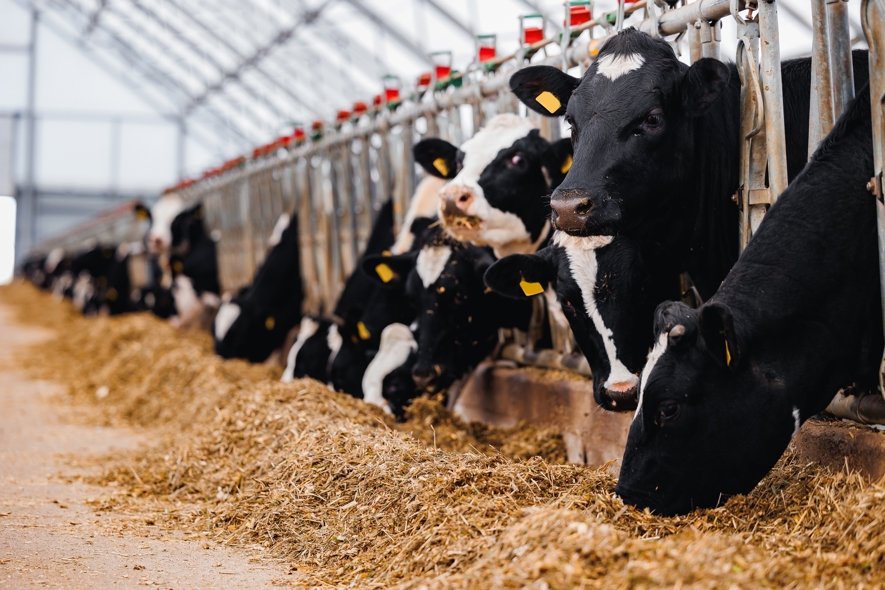 How Sustainability and Economics Intersect on Farm