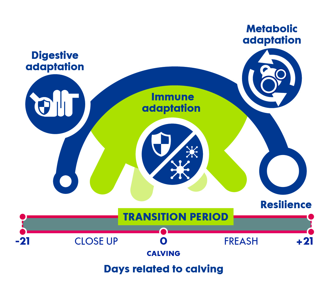 3 Physiological Adaptations for a Successful Transition - TN Canada