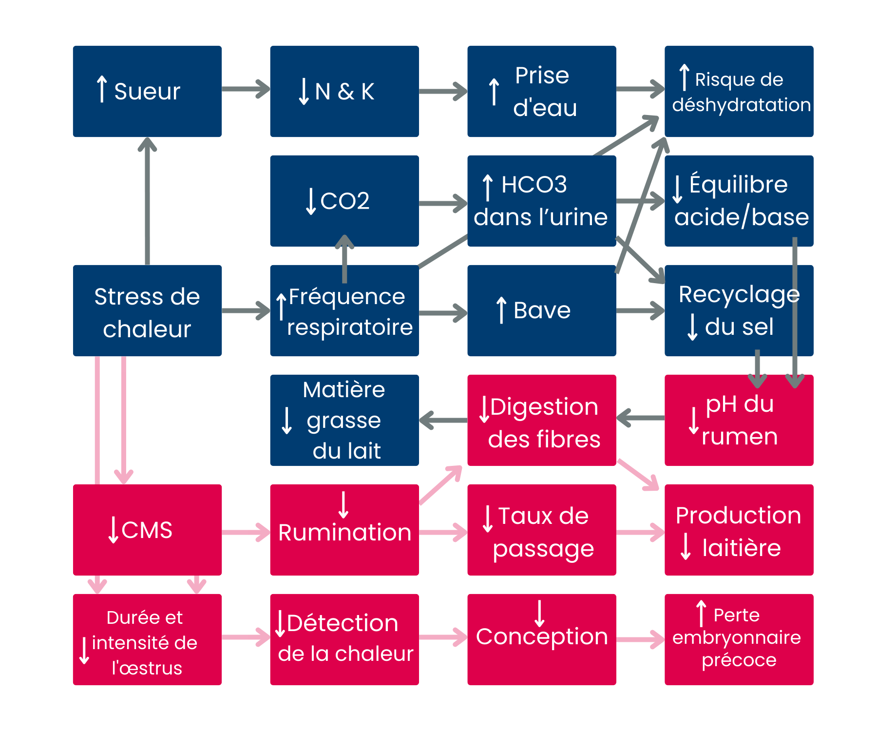 Heat Stress Blog Graphic 1 FR.png