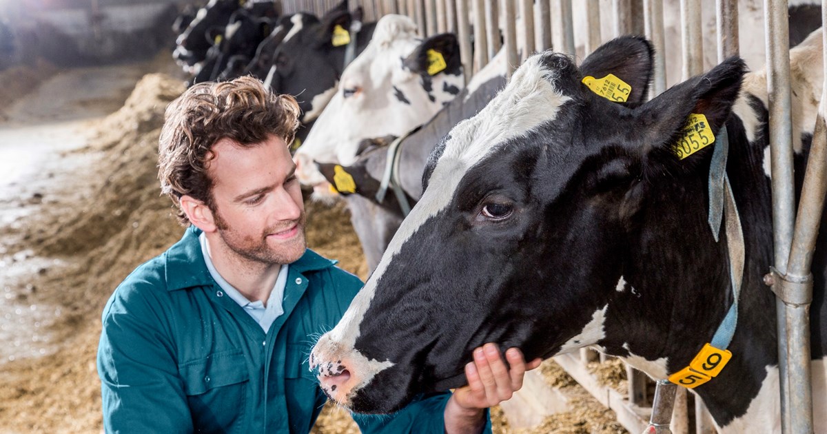 Dairy - Precision Feeding in robotic milking herds - TN Canada