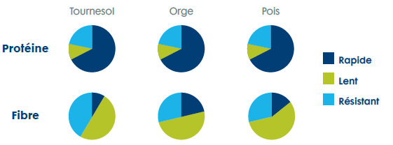 Kinetio protein and fiber.png