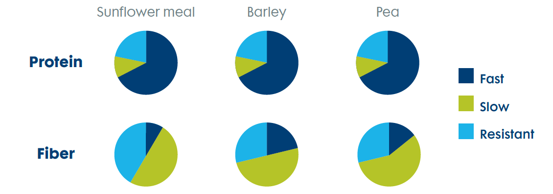 Kinetio protein and fiber.png