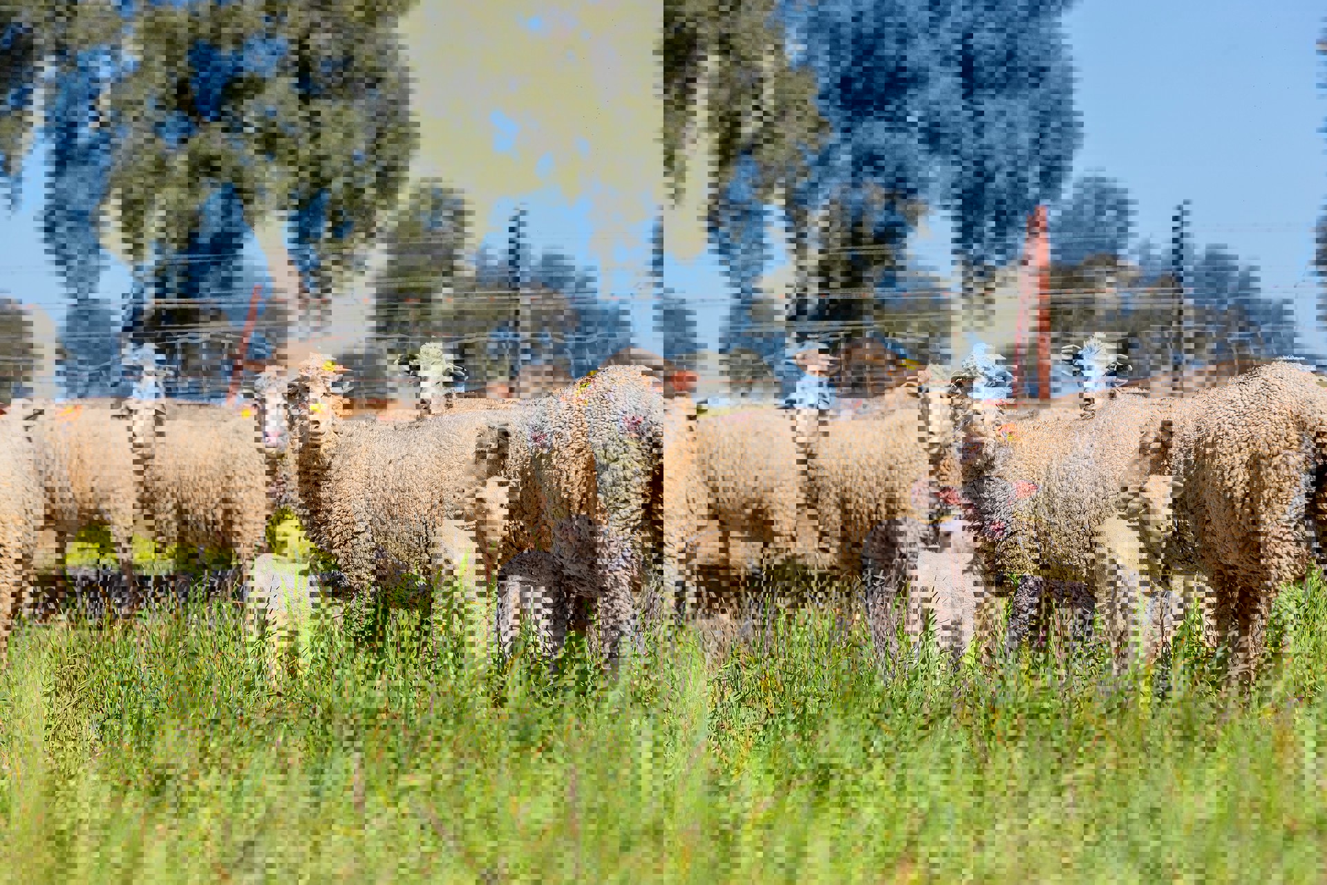 Small Ruminants - TN Canada