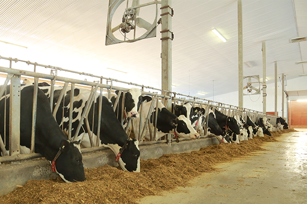 Article image_Evaluating heat stress in your barn.png