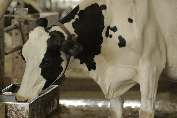 Heat Stress in Lactating Dairy Cows - TN Canada