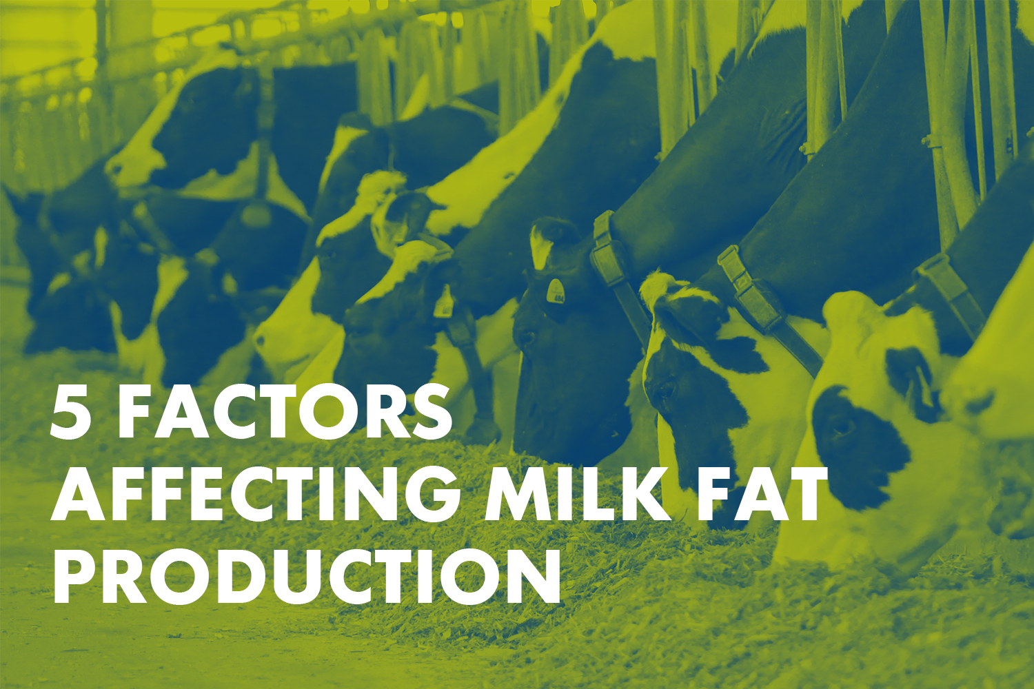 Gated content_5 factors affecting milk fat production.png